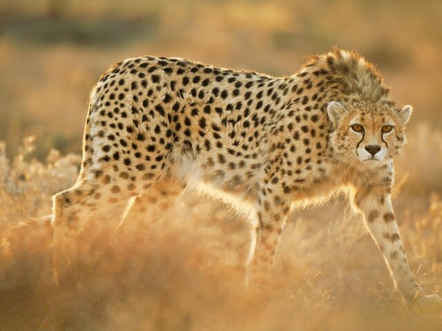 همایش یوزپلنگ لغو شد